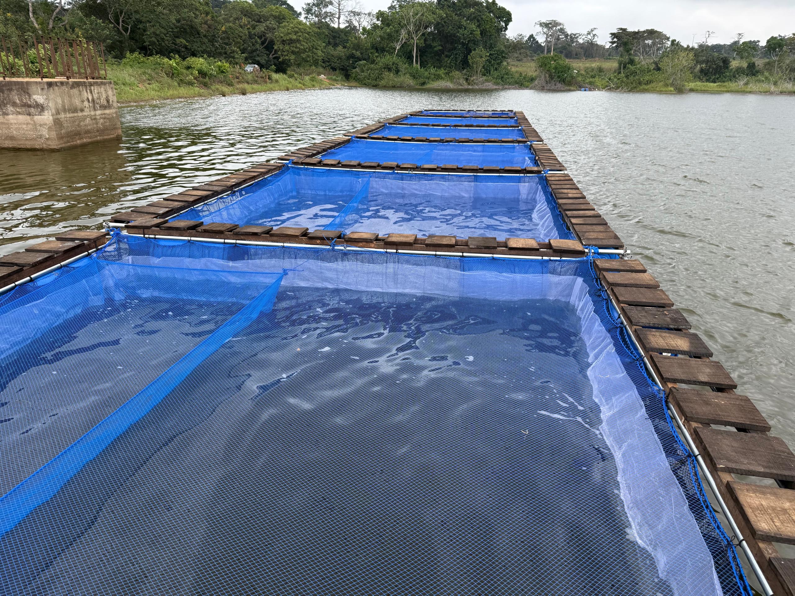 Ligne de cages flottantes sur fleuve